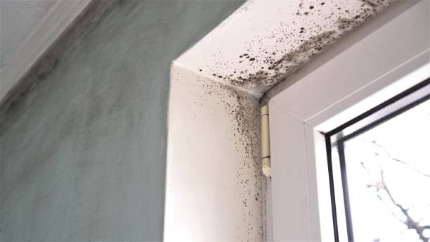 Best Health and Safety Mold Remediation in Bay City, OR