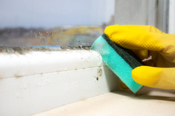 Best Residential Mold Remediation in Bay City, OR