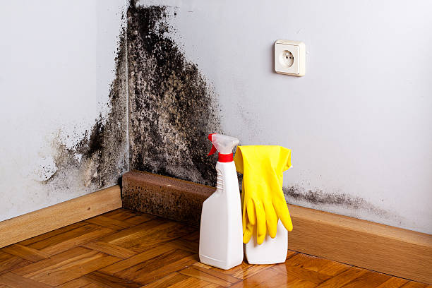 Best Basement Mold Remediation in Bay City, OR